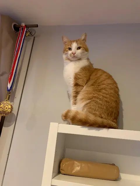 chat lost   29250 Santec RON