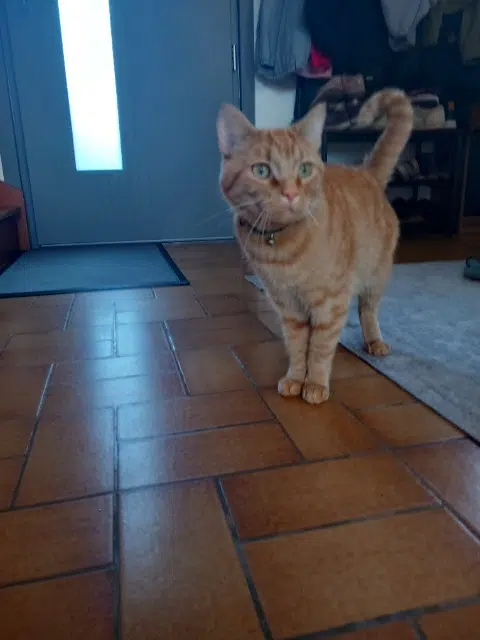 chat lost   29460 Daoulas Roudoudou