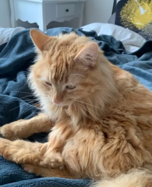 chat lost   29480 Le Relecq-Kerhuon Rouzic