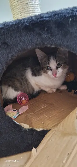 chat lost   29370 Elliant Ruby