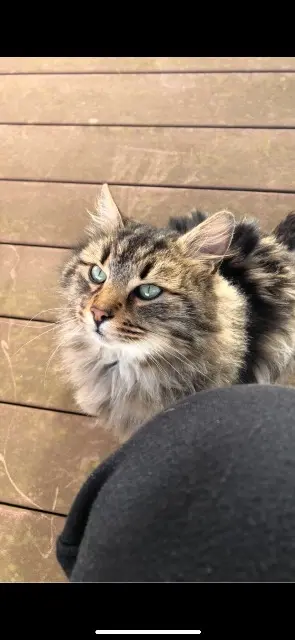chat lost   29810 Plouarzel Salem