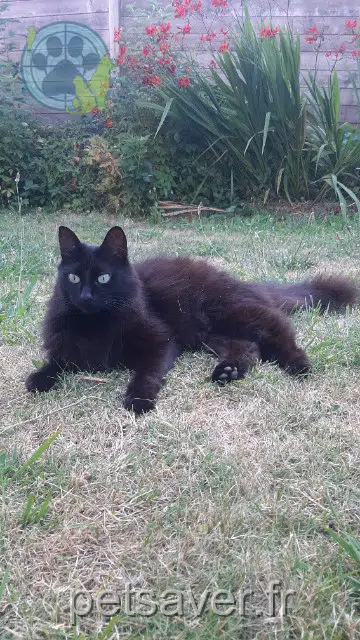 chat lost 29900 Concarneau Salem