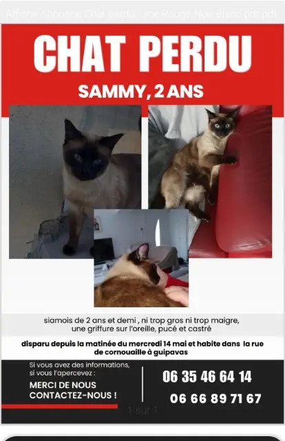 chat lost   29490 Guipavas Sammy