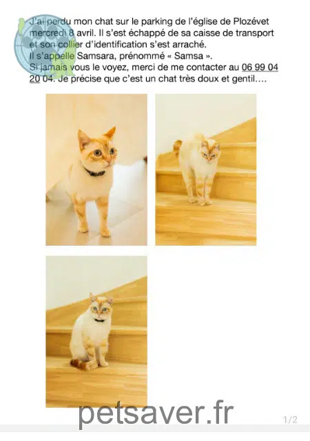 chat lost   29710 Plozévet Samsara
