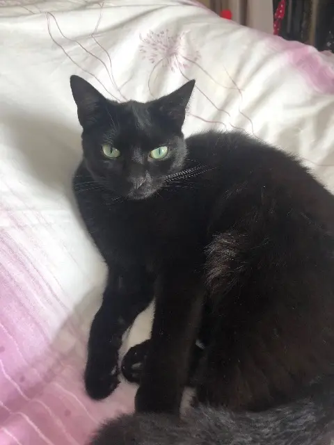 cat lost   29490 Guipavas Shadow