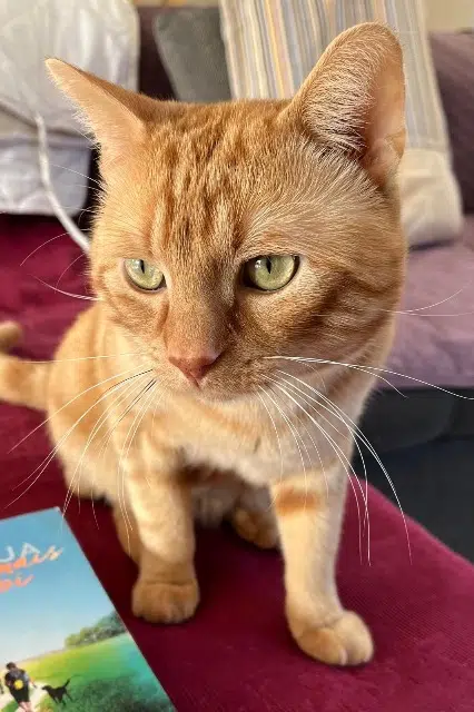 chat lost   29280 Plouzané Shiky