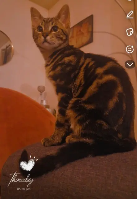 chat lost   29160 Lanvéoc Simba