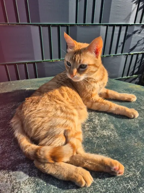 chat lost   29860 Plabennec Simba