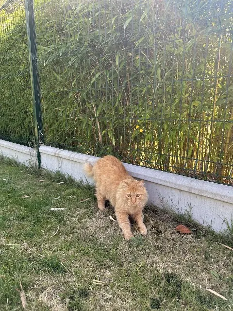 chat lost   29280 Locmaria-Plouzané Simba