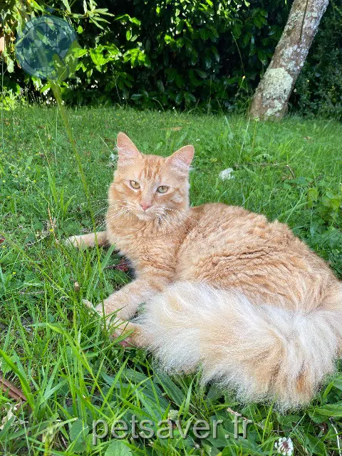 chat lost   29140 Saint-Yvi Sucre