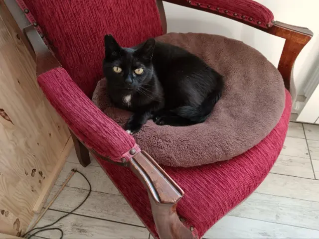 chat lost   29710 Pouldreuzic Sully
