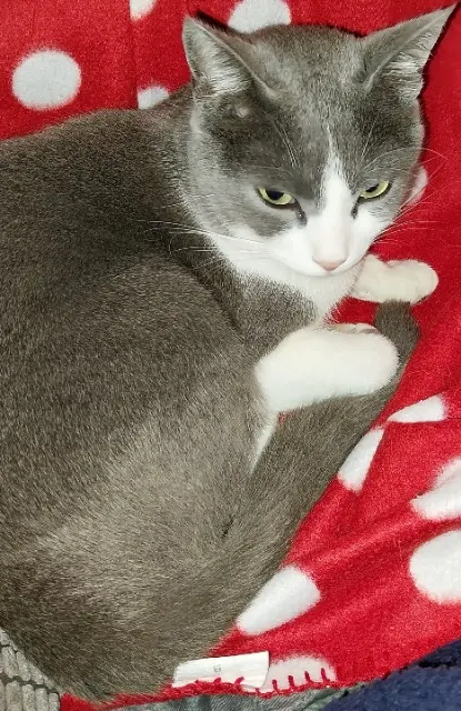 chat lost   29120 Pont-l'Abbé Sylviane FALAISE