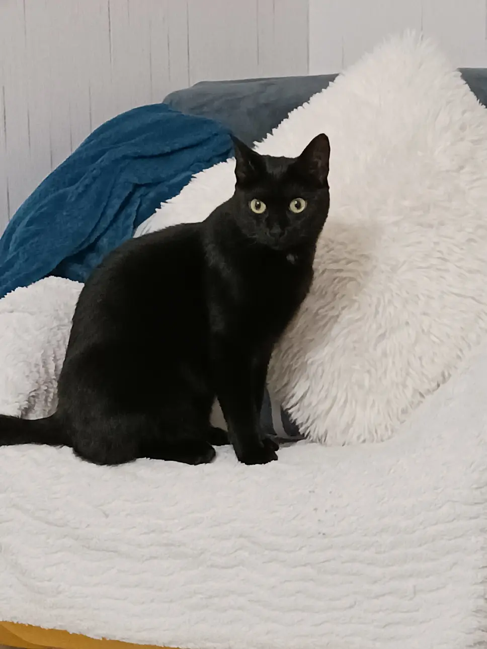 Chat Perdu 29 Finistère - Tango Chat Perdu 29 Finistère - Tango