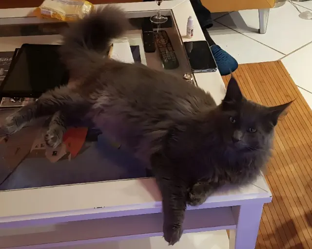chat lost   29252 Plouezoc'h Tao