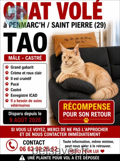 chat lost 29760 Penmarc'h Tao