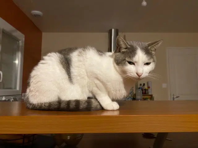 chat lost   29300 Quimperlé Tigri