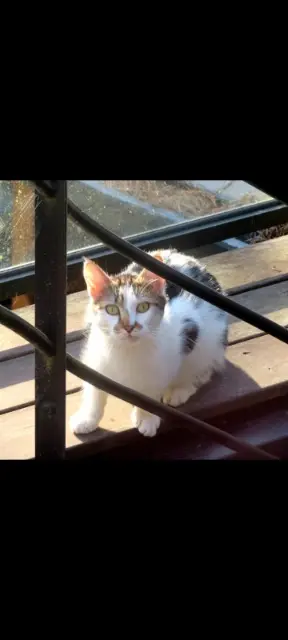 chat perdu 29910 Trégunc Tigrou chat lost 29910 Trégunc Tigrou