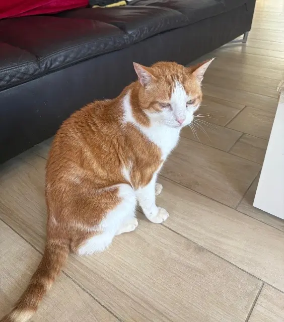 chat lost   29940 La Forêt-Fouesnant Tigrou