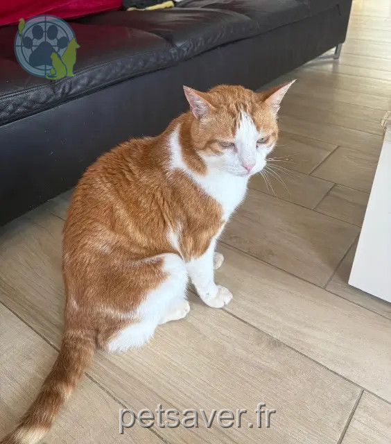kater vermist 29940 La Forêt-Fouesnant Tigrou kater lost 29940 La Forêt-Fouesnant Tigrou