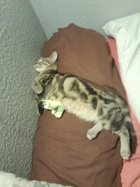 chat lost   29280 Plouzané Tiloup