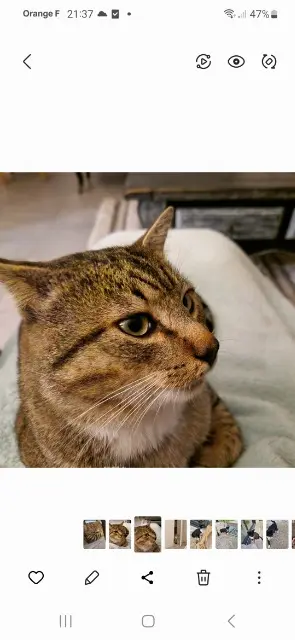 chat lost   29720 Plonéour-Lanvern TINGO