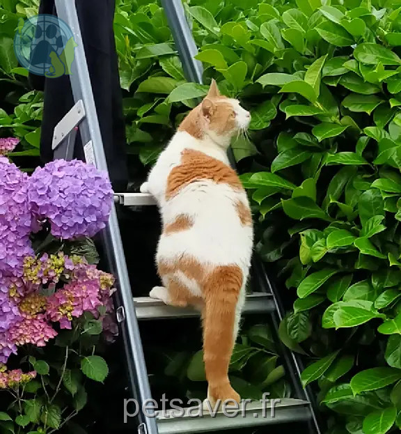 Chat Perdu 29 Finistère - Titi Chat Perdu 29 Finistère - Titi