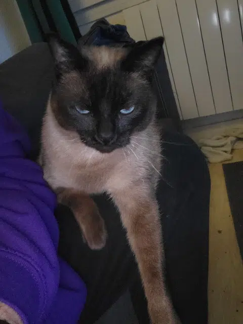 chat lost   29880 Plouguerneau Tito