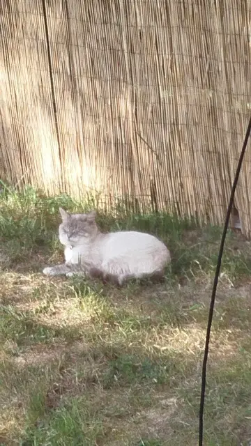 chat lost   29450 Le Tréhou Tokyo