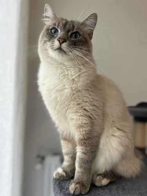 chat lost   29600 Morlaix Tsuki