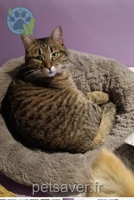 chat lost   29170 Fouesnant Tuti