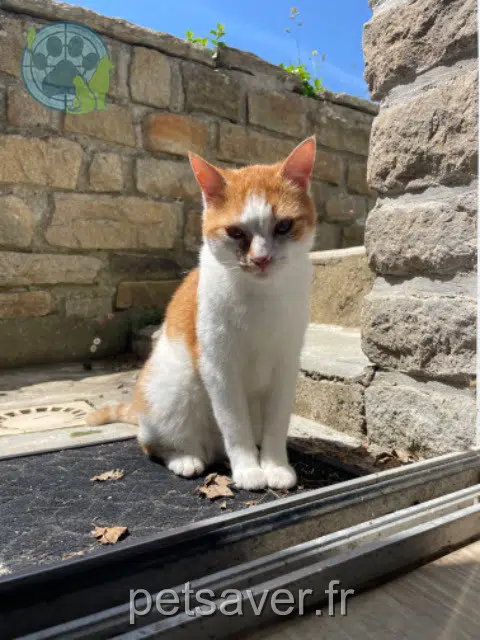 chat lost   29900 Concarneau Tyboun