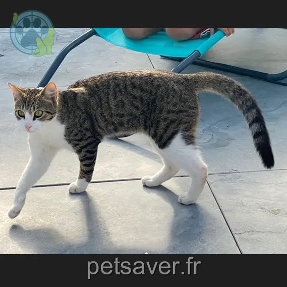 Chat Perdu 29 Finistère - Tykass Chat Perdu 29 Finistère - Tykass