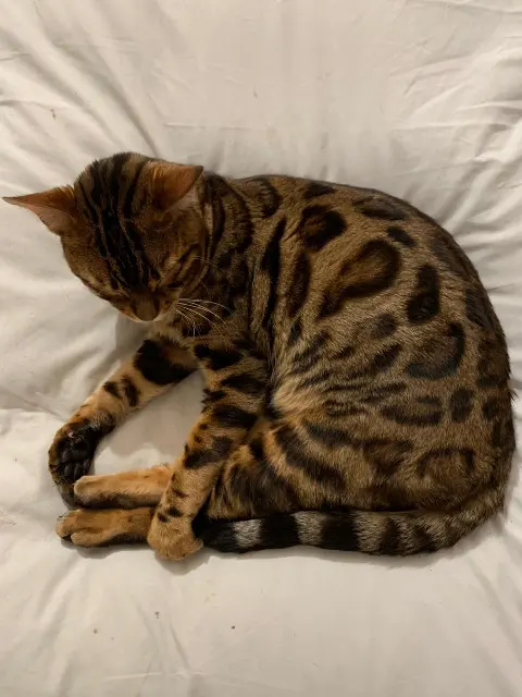 chat lost   29350 Moëlan-sur-Mer Ubu