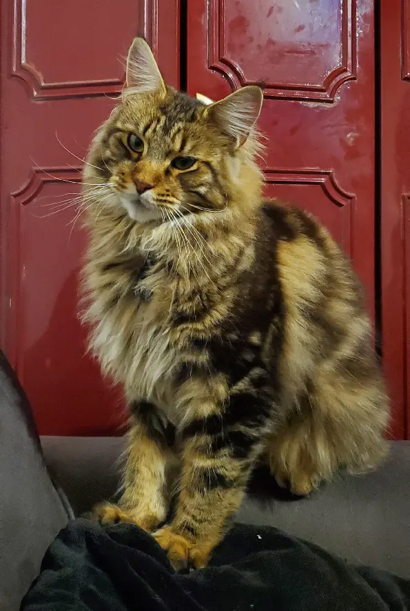 Chat Perdu 29 Finistère - Uggy Chat Perdu 29 Finistère - Uggy