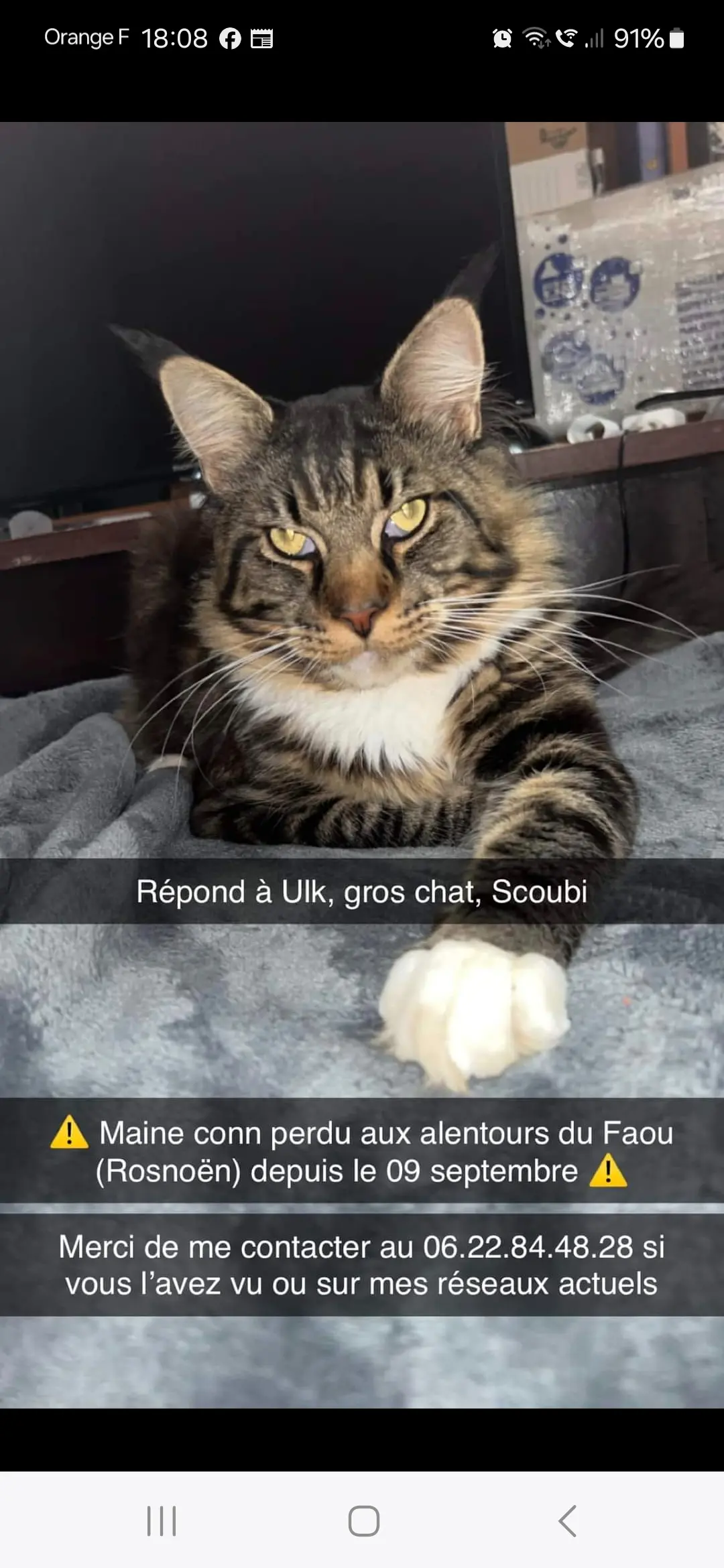 Chat Perdu 29 Finistère - Ulk-ou-scoubi Chat Perdu 29 Finistère - Ulk-ou-scoubi