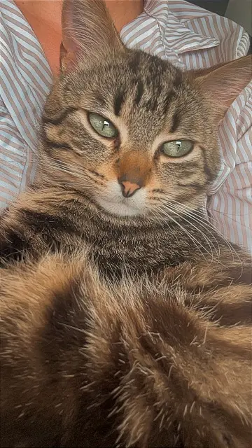 chat lost   29600 Saint-Martin-des-Champs Venom