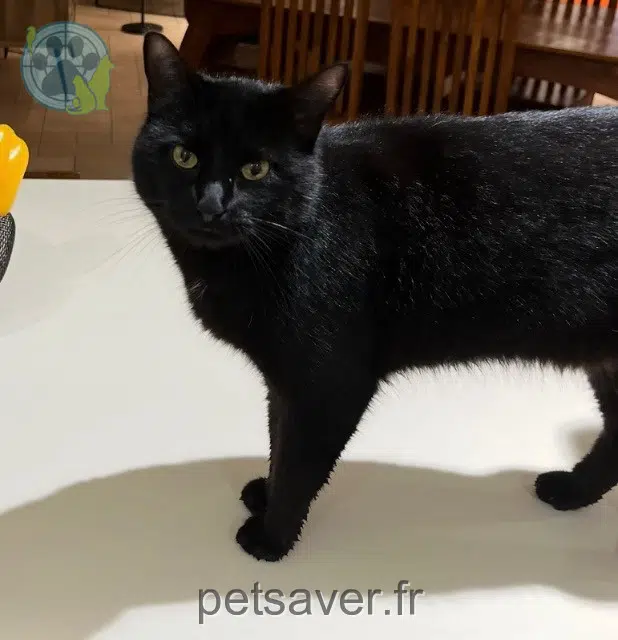 chat lost 29920 Névez Viny