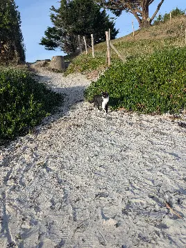 Chat Perdu 29 Finistère - Vérone Chat Perdu 29 Finistère - Vérone
