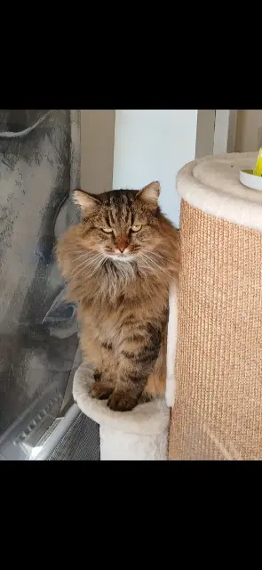 cat lost 29860 Bourg-Blanc Wally cat lost 29860 Bourg-Blanc Wally
