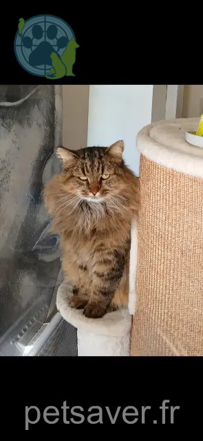 cat lost 29860 Bourg-Blanc Wally cat lost 29860 Bourg-Blanc Wally