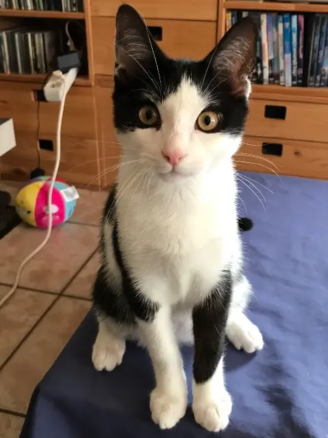 chat lost   29900 Concarneau Walter