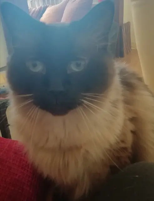 chat lost   29000 Quimper Watson