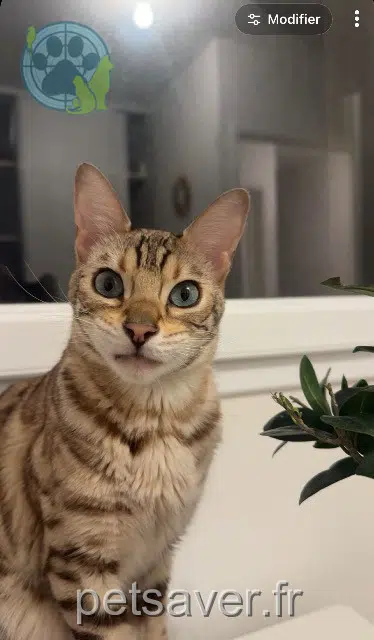 kater vermist 29470 Plougastel-Daoulas Wendie kater lost 29470 Plougastel-Daoulas Wendie