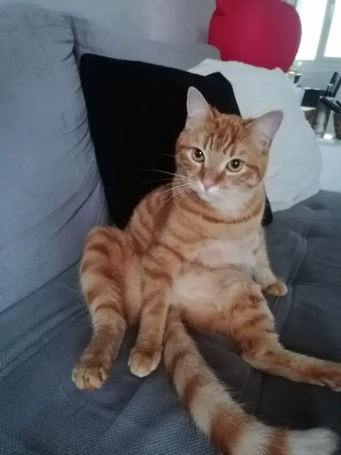 chat lost   29000 Quimper Wizmi