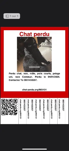 chat lost   29490 Guipavas Yevor