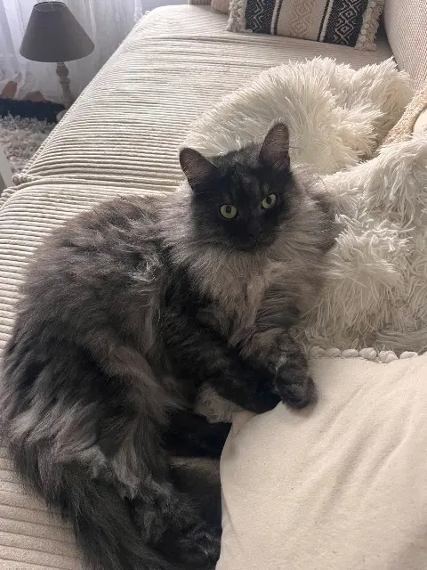 chat lost   29280 Plouzané Zephyr