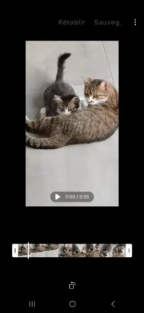 chat lost   29810 Plouarzel Zola