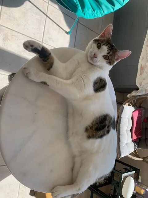 chat lost   29710 Pouldreuzic Zorro