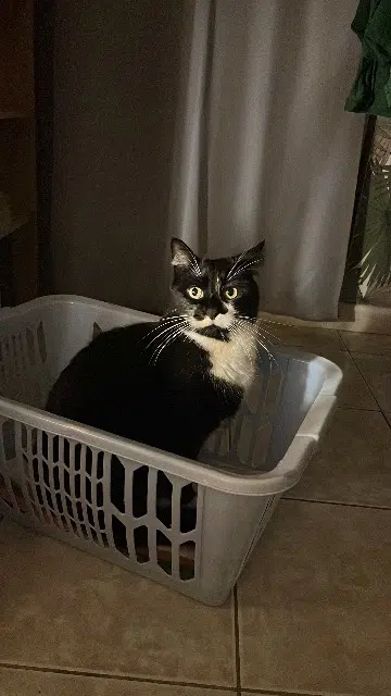 chat lost    Ajaccio Dany