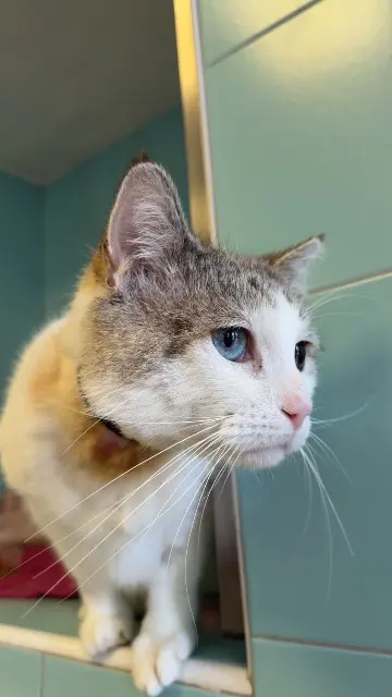 chat lost    Ajaccio Flocon